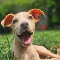 Photo of Shelby