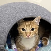 Photo of Tommy (Was Peaches)
