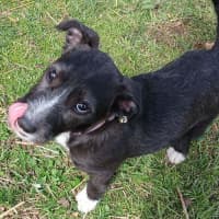 Photo of Freya