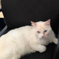 Photo of Puss