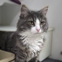 Photo of 🏹 Asterix 5429 🏹