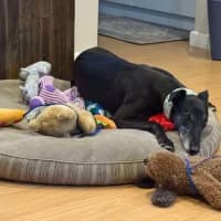 Photo of Chloe, The Greyhound