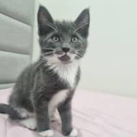 Photo of Louie
