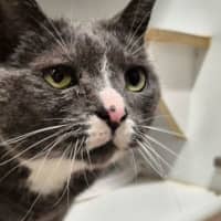 Photo of Charley