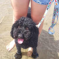 Photo of Teddy