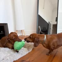 Photo of Duke And Mack