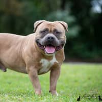 Photo of Bowser