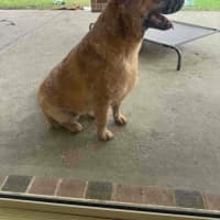 Photo of Ginger   1.5 Year Old Cattle Dog