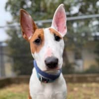 Photo of Penny