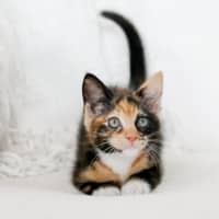 Photo of Yuzu