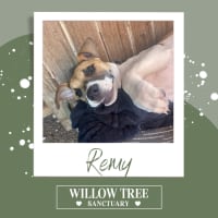 Photo of Remy 