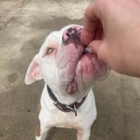 Photo of Goose