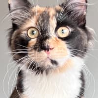 Photo of Lucy