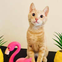 Photo of Thunder And Monkey 