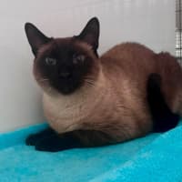 Photo of Chai