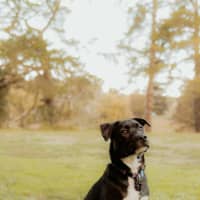 Photo of Shadow
