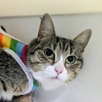 Photo of 🎭 Mischief 6423 🎭