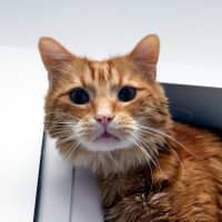 Photo of Crookshanks Sua013847