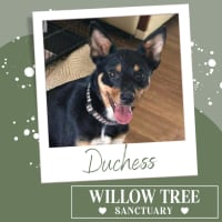 Photo of Duchess