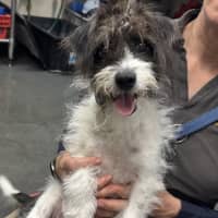 Photo of Benji