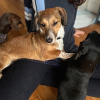 Photo of Scout   7 Month Old Dachshund X