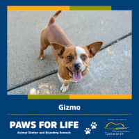 Photo of Gizmo