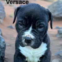 Photo of Versace