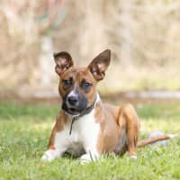 Photo of Buster