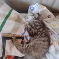 Photo of Cookie And Marmalade