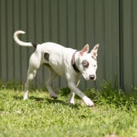 Photo of Jetta