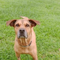 Photo of Twinkie