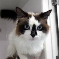 Photo of Atticus Sua012961