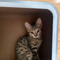 Photo of Meisha