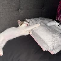 Photo of Lexii