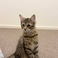 Photo of Jive