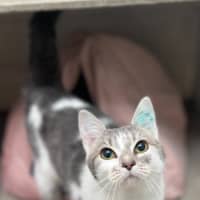 Photo of Opal