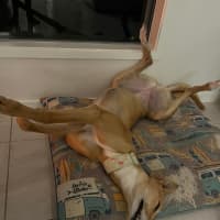 Photo of Clover The Greyhound