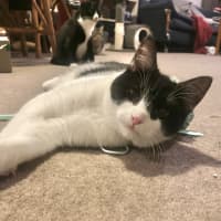 Photo of Nyx **2nd Chance Cat Rescue**