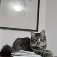 Photo of Rambo