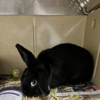 Photo of Dopey   Meet Me @ Petstock Engadine