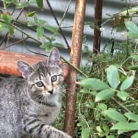 Photo of Sirius