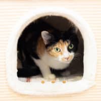 Photo of Luna Aka Meadow