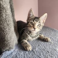 Photo of Emerald  On Display At Vets On Parker, Templestowe