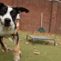 Photo of Pongo