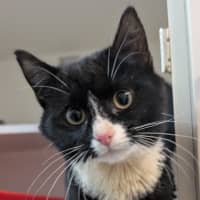 Photo of Pebbles