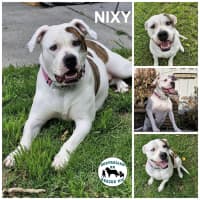 Photo of Nixy 