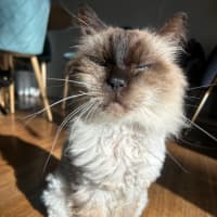 Photo of Elvis Presley