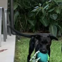 Photo of Bandit