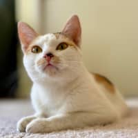 Photo of Cali   In Foster Care In Croydon