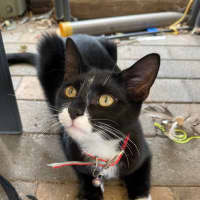 Photo of Foxy Socks Buu